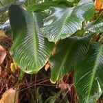 Calathea crotalifera Frunză