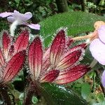 Physacanthus batanganus