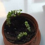 Crassula rupestris Blatt