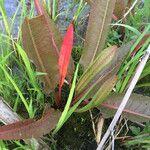 Rumex verticillatus Leaf