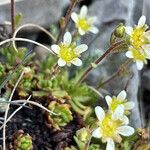 Saxifraga exarata Flor