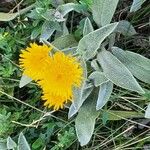 Inula oculus-christi 葉