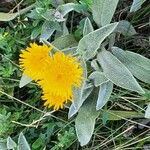 Inula oculus-christi Feuille