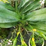 Angraecum sesquipedale Leaf