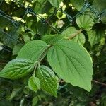 Philadelphus coronarius (Leaf)