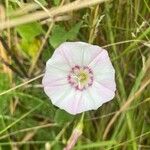 Convolvulus arvensis Cvet