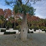 Ceiba insignis Bark