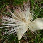 Barringtonia asiatica Flower