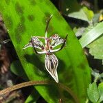 Scoliopus bigelovii Flower