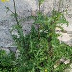 Sonchus asperLeaf