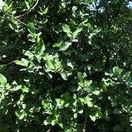 Garcinia livingstonei عادت داشتن