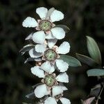 Leptospermum laevigatum Blüte