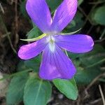 Viola cornuta Blodyn
