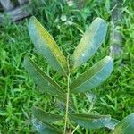Matayba elaeagnoides Leaf
