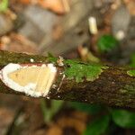 Pycnobotrya nitida Φλοιός