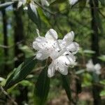 Rhododendron minus Flor