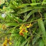 Oncidium baueri Çiçek