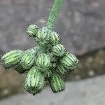 Pilosella cymosa Flower