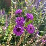 Verbena rigida 花