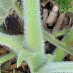 Pelargonium tomentosum Rinde