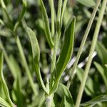 Silene douglasii Hoja