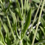 Silene douglasii Feuille