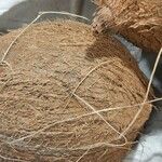 Cocos nucifera Fruto