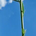 Wahlenbergia linarioides Frunză