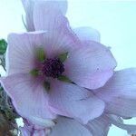 Althaea officinalis പുഷ്പം