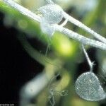 Utricularia minor Фрукт