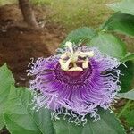 Passiflora cincinnata List