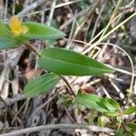 Commelina africana Levél