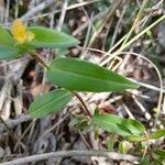 Commelina africana Leaf