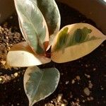 Ficus elastica Folha