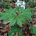 Cardamine heptaphylla Хабит