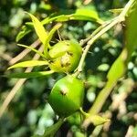 Pereskia aculeata Froito