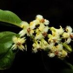 Ximenia americana Flower