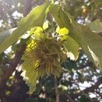 Corylus colurnaFroito