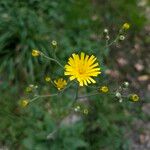 Hieracium maculatum Цвят