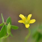 Oxalis suksdorfii Fiore