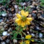 Hippocrepis scorpioides Blüte