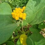 Solanum abutiloides Fruit