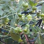 Silene baccifera Fruit