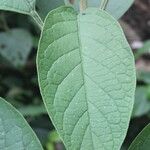 Solanum hazenii Ліст