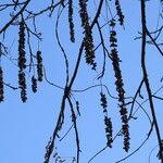 Pterocarya fraxinifolia Fruit