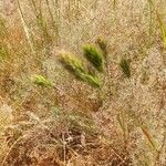 Bromus rubens Leaf