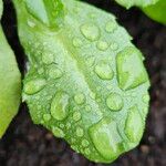 Bellis perennis Folla