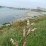 Bromus catharticus برگ