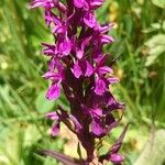 Dactylorhiza majalis 花