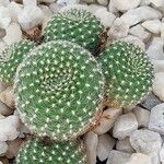 Rebutia minuscula Листок